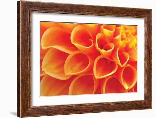 Orange Funnel Dahlia-Dana Styber-Framed Photographic Print