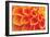 Orange Funnel Dahlia-Dana Styber-Framed Photographic Print