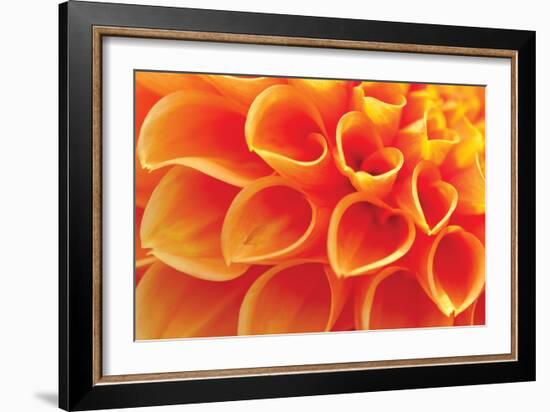 Orange Funnel Dahlia-Dana Styber-Framed Photographic Print