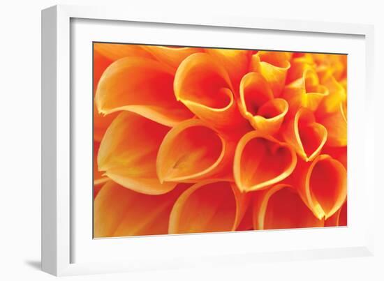 Orange Funnel Dahlia-Dana Styber-Framed Photographic Print