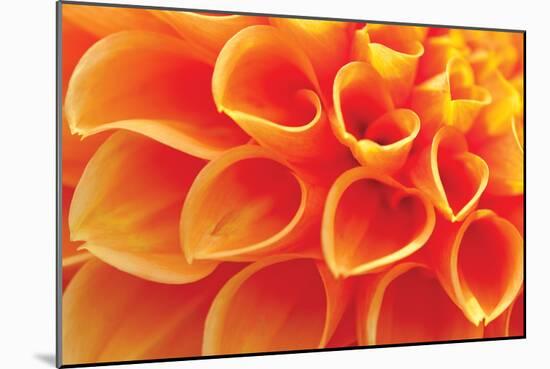 Orange Funnel Dahlia-Dana Styber-Mounted Photographic Print