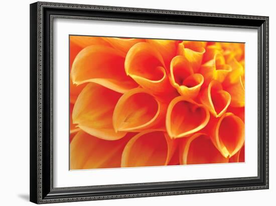 Orange Funnel Dahlia-Dana Styber-Framed Photographic Print