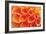 Orange Funnel Dahlia-Dana Styber-Framed Photographic Print