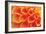 Orange Funnel Dahlia-Dana Styber-Framed Photographic Print