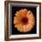 Orange Gerber Daisy-Jim Christensen-Framed Photographic Print