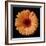 Orange Gerber Daisy-Jim Christensen-Framed Photographic Print