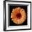 Orange Gerber Daisy-Jim Christensen-Framed Photographic Print