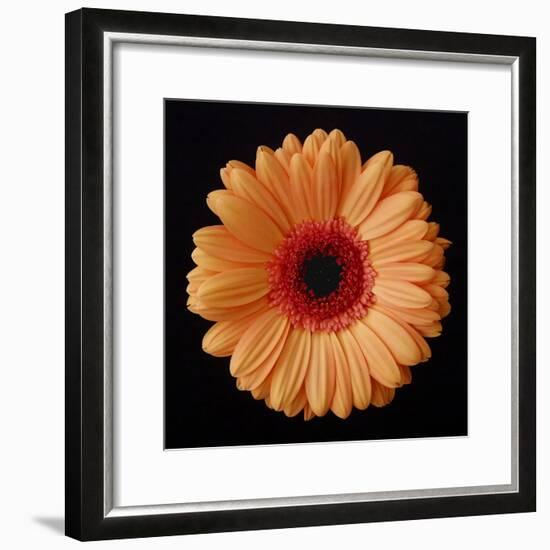 Orange Gerber Daisy-Jim Christensen-Framed Photographic Print