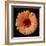 Orange Gerber Daisy-Jim Christensen-Framed Photographic Print