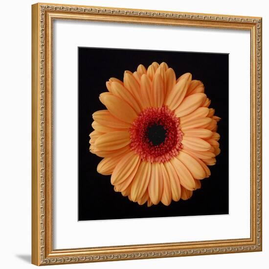 Orange Gerber Daisy-Jim Christensen-Framed Photographic Print