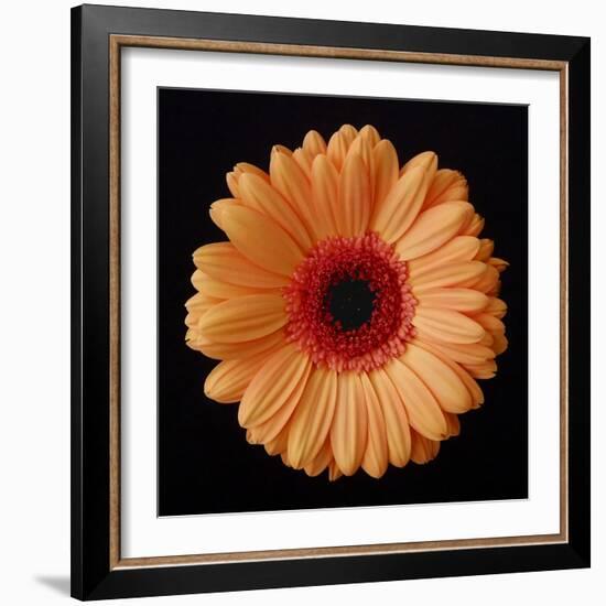 Orange Gerber Daisy-Jim Christensen-Framed Photographic Print