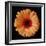 Orange Gerber Daisy-Jim Christensen-Framed Photographic Print