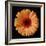 Orange Gerber Daisy-Jim Christensen-Framed Photographic Print