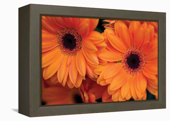 Orange Gerbera Daisies-Erin Berzel-Framed Premier Image Canvas