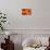 Orange Gerbera Daisies-Erin Berzel-Photographic Print displayed on a wall