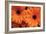 Orange Gerbera Daisies-Erin Berzel-Framed Photographic Print