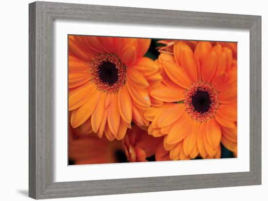 Orange Gerbera Daisies-Erin Berzel-Framed Photographic Print