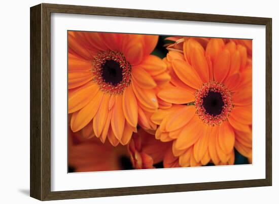 Orange Gerbera Daisies-Erin Berzel-Framed Photographic Print