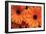 Orange Gerbera Daisies-Erin Berzel-Framed Photographic Print