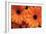 Orange Gerbera Daisies-Erin Berzel-Framed Photographic Print