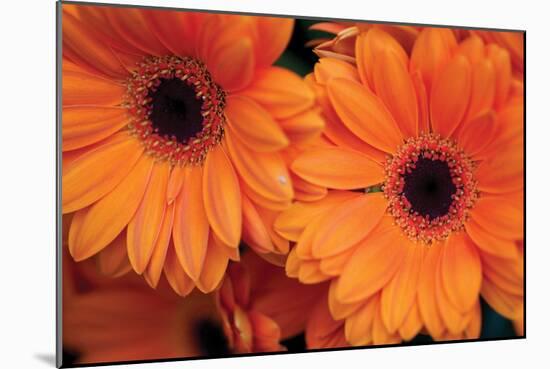 Orange Gerbera Daisies-Erin Berzel-Mounted Photographic Print