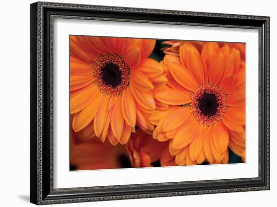 Orange Gerbera Daisies-Erin Berzel-Framed Photographic Print