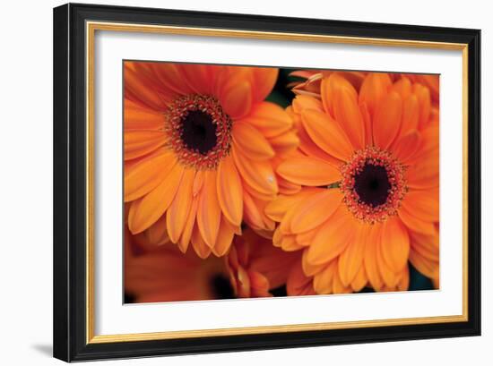 Orange Gerbera Daisies-Erin Berzel-Framed Photographic Print