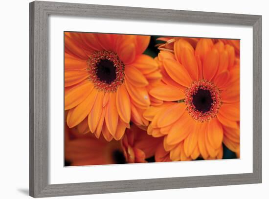 Orange Gerbera Daisies-Erin Berzel-Framed Photographic Print