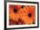 Orange Gerbera Daisies-Erin Berzel-Framed Photographic Print