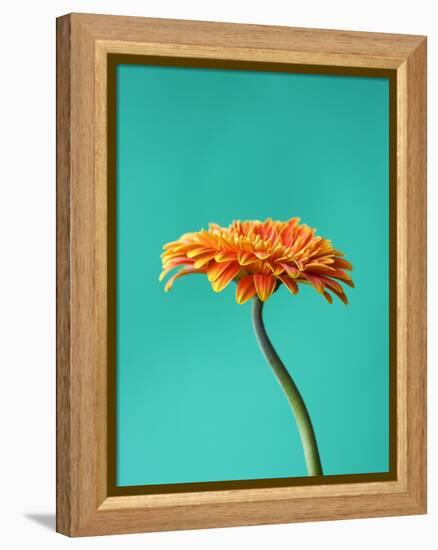 Orange Gerbera Daisy-Clive Nichols-Framed Premier Image Canvas