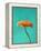 Orange Gerbera Daisy-Clive Nichols-Framed Premier Image Canvas