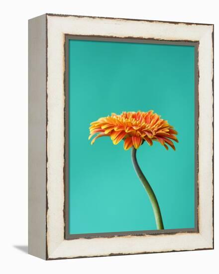 Orange Gerbera Daisy-Clive Nichols-Framed Premier Image Canvas