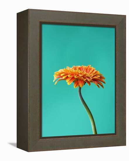 Orange Gerbera Daisy-Clive Nichols-Framed Premier Image Canvas