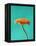 Orange Gerbera Daisy-Clive Nichols-Framed Premier Image Canvas