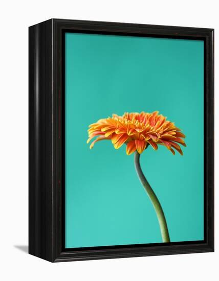 Orange Gerbera Daisy-Clive Nichols-Framed Premier Image Canvas