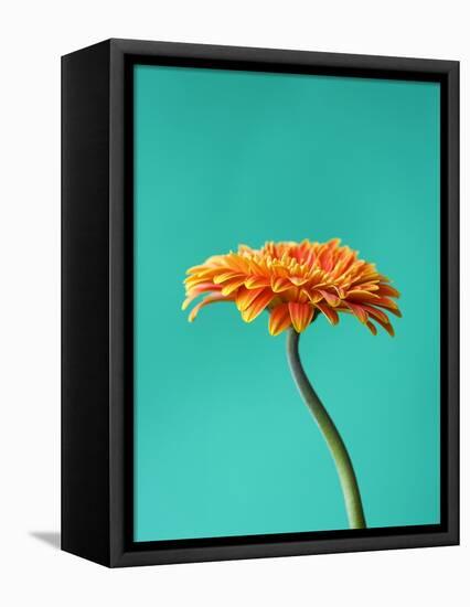 Orange Gerbera Daisy-Clive Nichols-Framed Premier Image Canvas