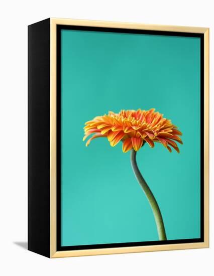 Orange Gerbera Daisy-Clive Nichols-Framed Premier Image Canvas