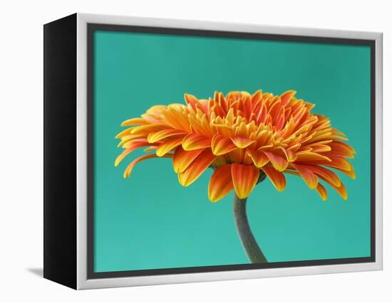 Orange Gerbera Daisy-Clive Nichols-Framed Premier Image Canvas