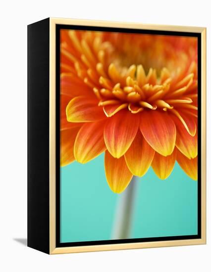 Orange Gerbera Daisy-Clive Nichols-Framed Premier Image Canvas