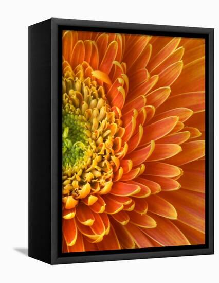 Orange Gerbera Daisy-Clive Nichols-Framed Premier Image Canvas