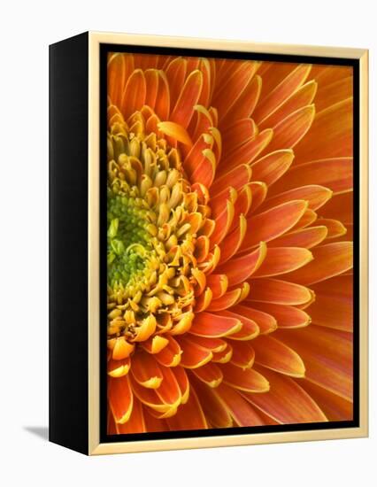 Orange Gerbera Daisy-Clive Nichols-Framed Premier Image Canvas