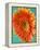 Orange Gerbera Daisy-Clive Nichols-Framed Premier Image Canvas