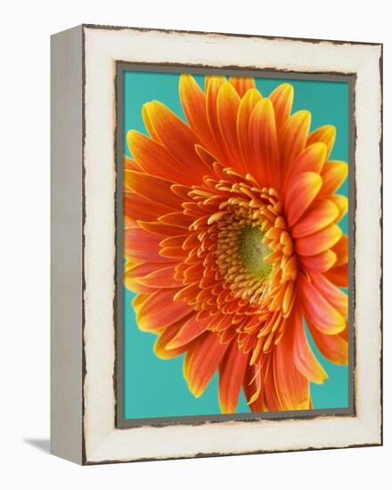 Orange Gerbera Daisy-Clive Nichols-Framed Premier Image Canvas