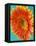 Orange Gerbera Daisy-Clive Nichols-Framed Premier Image Canvas