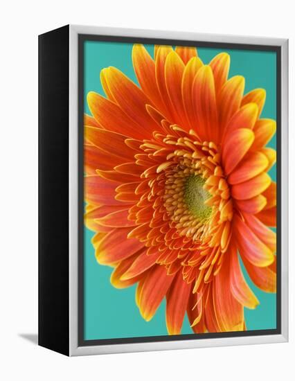 Orange Gerbera Daisy-Clive Nichols-Framed Premier Image Canvas