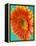 Orange Gerbera Daisy-Clive Nichols-Framed Premier Image Canvas