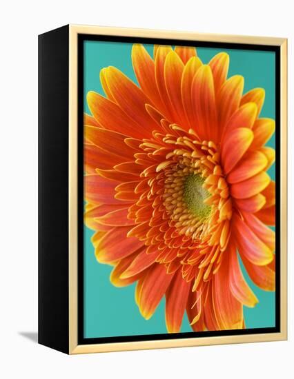 Orange Gerbera Daisy-Clive Nichols-Framed Premier Image Canvas