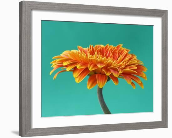 Orange Gerbera Daisy-Clive Nichols-Framed Photographic Print