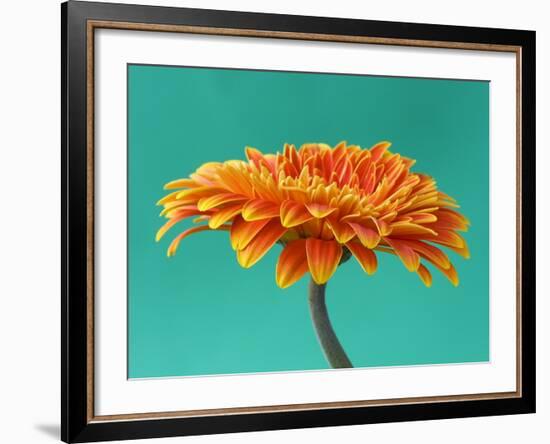 Orange Gerbera Daisy-Clive Nichols-Framed Photographic Print