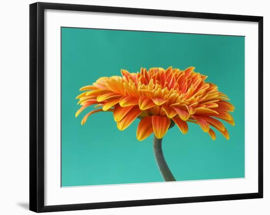 Orange Gerbera Daisy-Clive Nichols-Framed Photographic Print